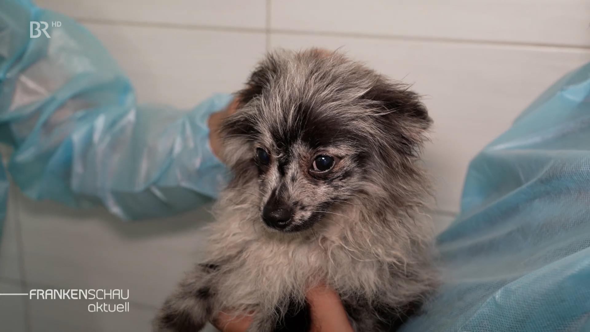 Ein Welpe aus einem illegalen Welpentransport wird im Tierheim gepflegt.