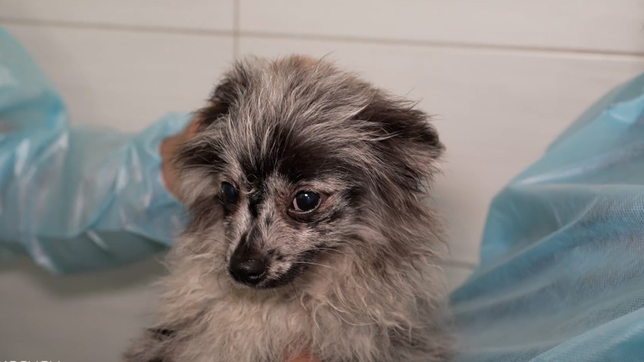 Ein Welpe aus einem illegalen Welpentransport wird im Tierheim gepflegt.