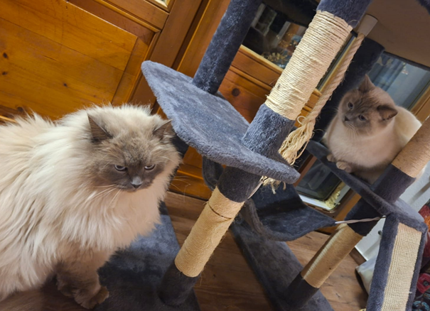 Hubert and Staller cats reunited after theft