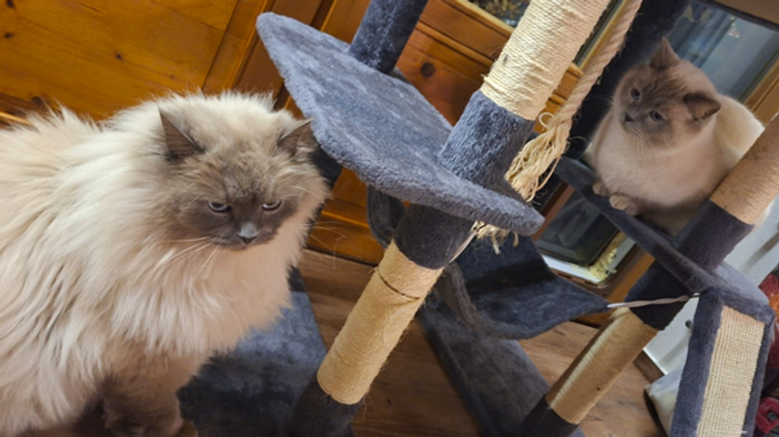 Hubert and Staller cats reunited after theft