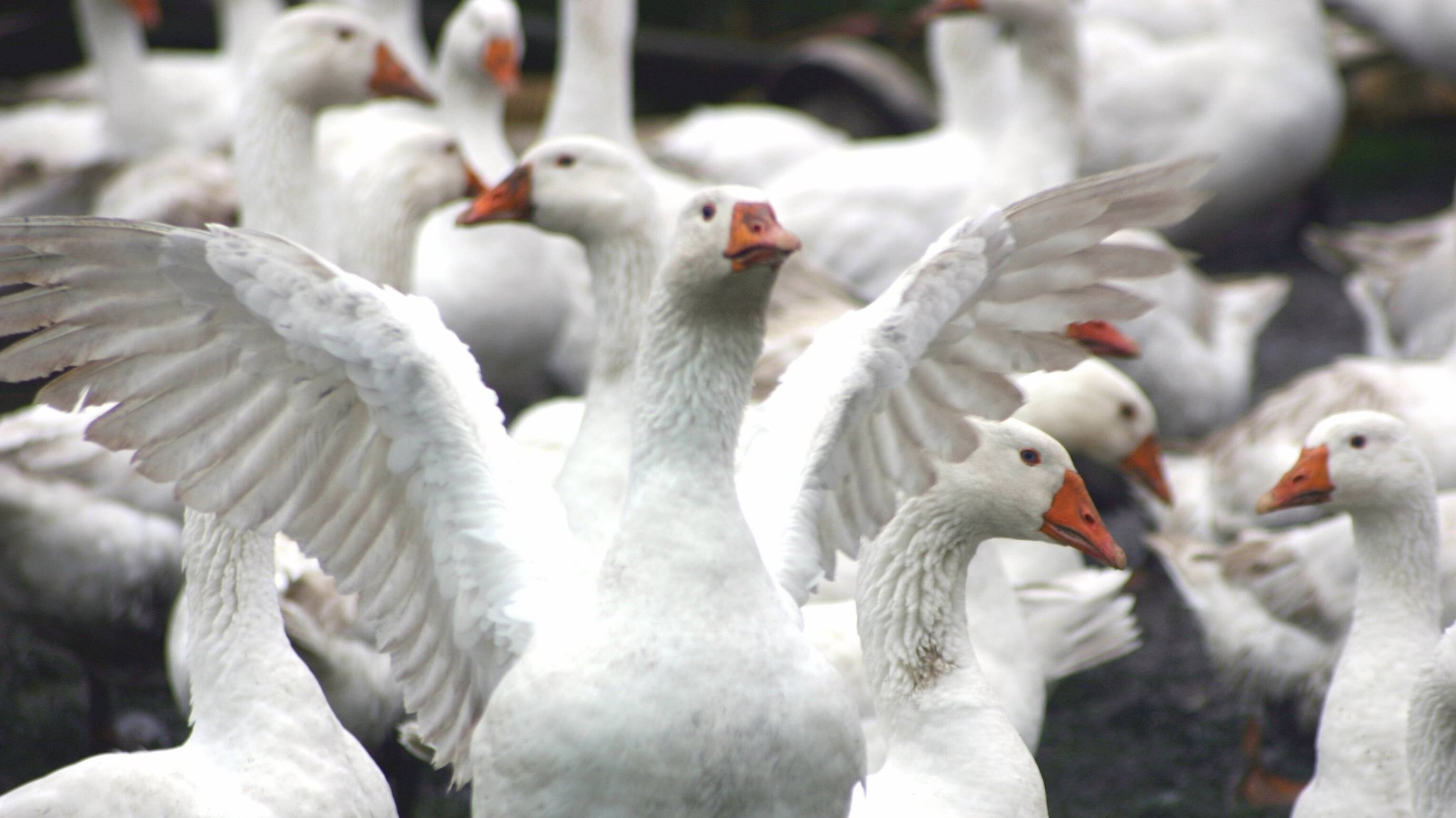 Mehrere Gänse (Symbolbild) | Bild: picture alliance / Dieter Suhr/Shotshop / Dieter Suhr Mehrere Gänse (Symbolbild)