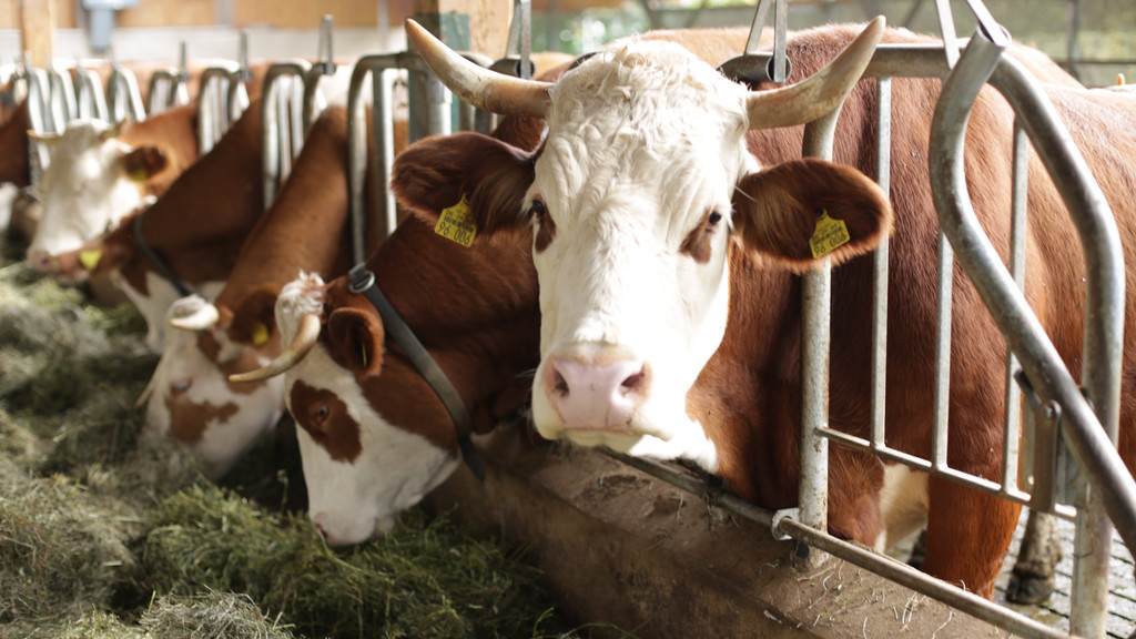 Kühe in einem hellen Stall stecken ihre Köpfe durchs Gitter und fressen Heu