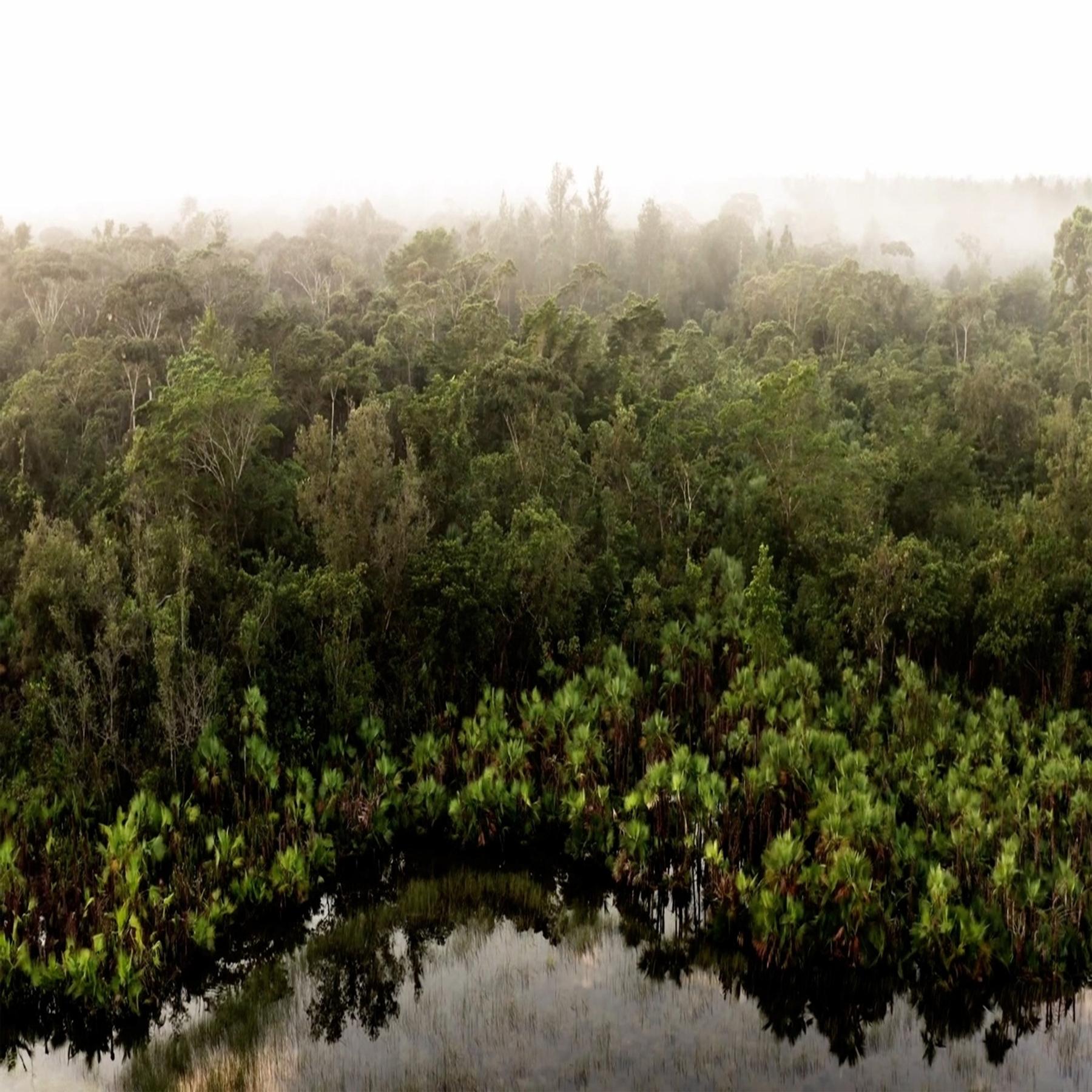 Konflikt um Co2-Zertifikate im Amazonas-Gebiet - Notizen aus Brasilien episode artwork