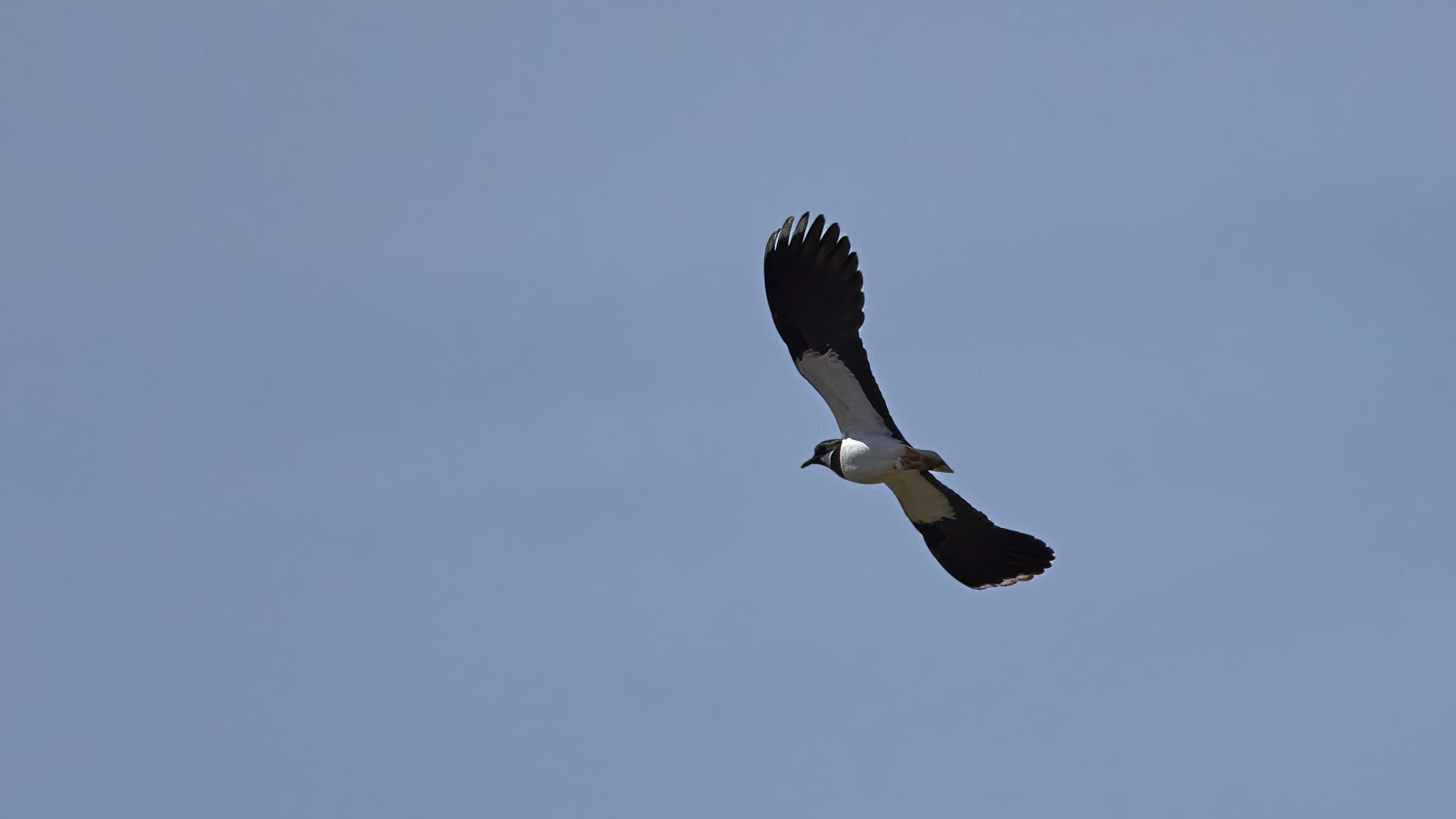 Ein Kiebitz hoch oben am Himmel - in Bayern ein selten gewordener Anblick.