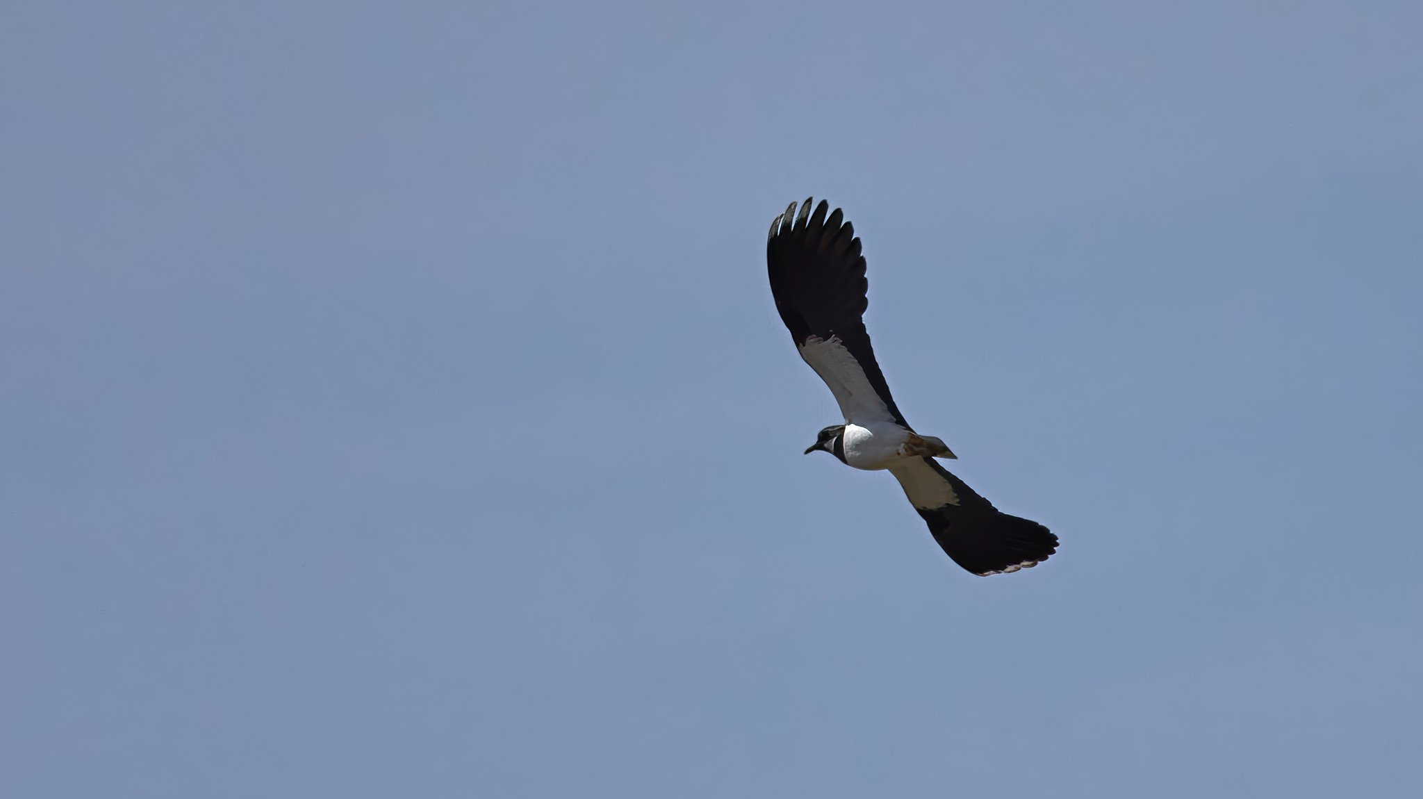 Ein Kiebitz hoch oben am Himmel - in Bayern ein selten gewordener Anblick.