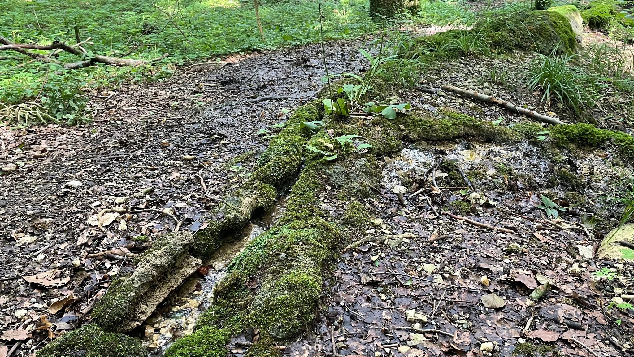 Eine Steinerne Rinne auf dem Waldboden bei Hechlingen.