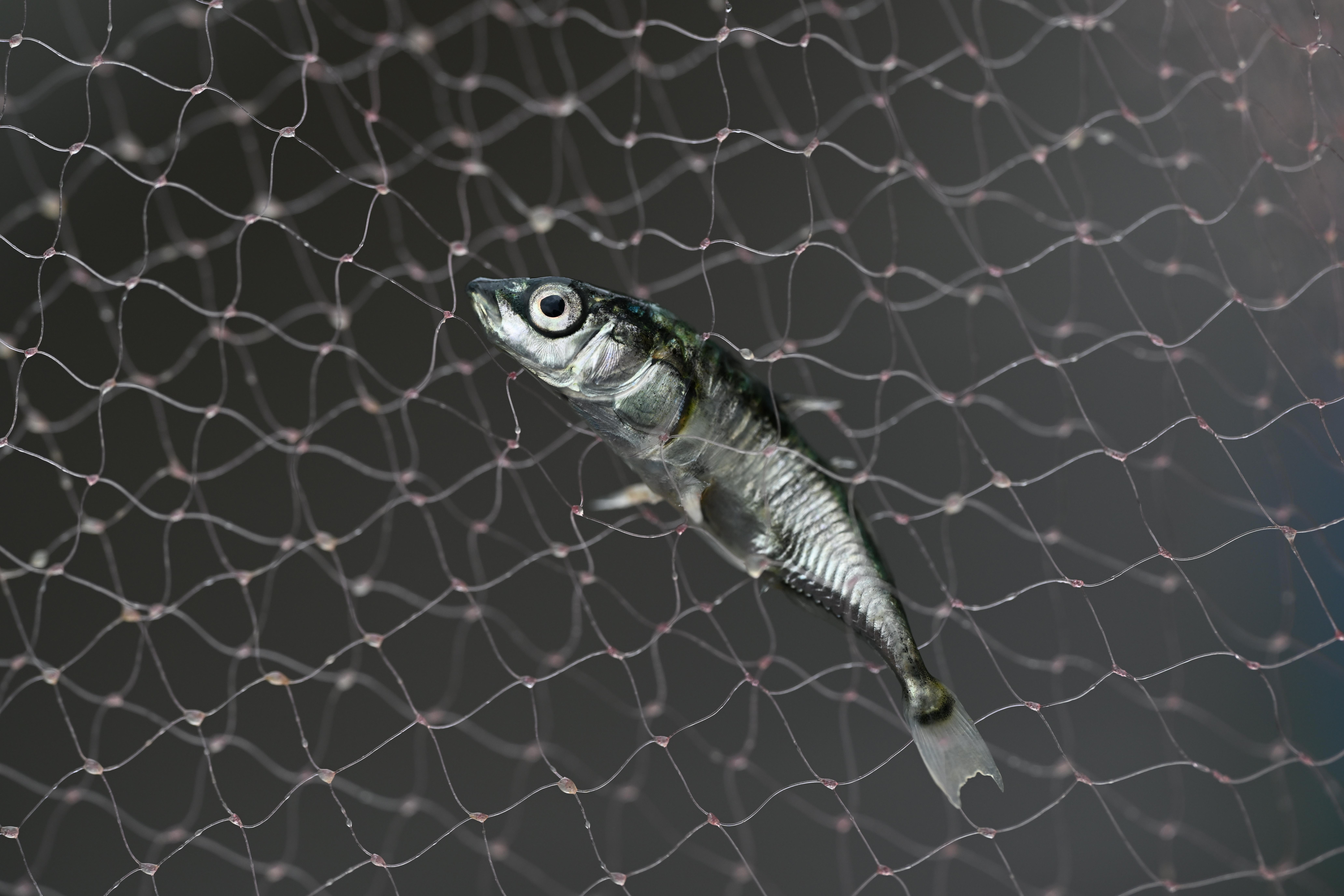 Ein einsamer Stichling im Netz.