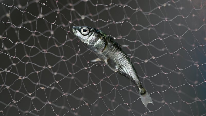 Ein einsamer Stichling im Netz. | Bild: picture alliance/dpa | Felix Kästle Ein einsamer Stichling im Netz.