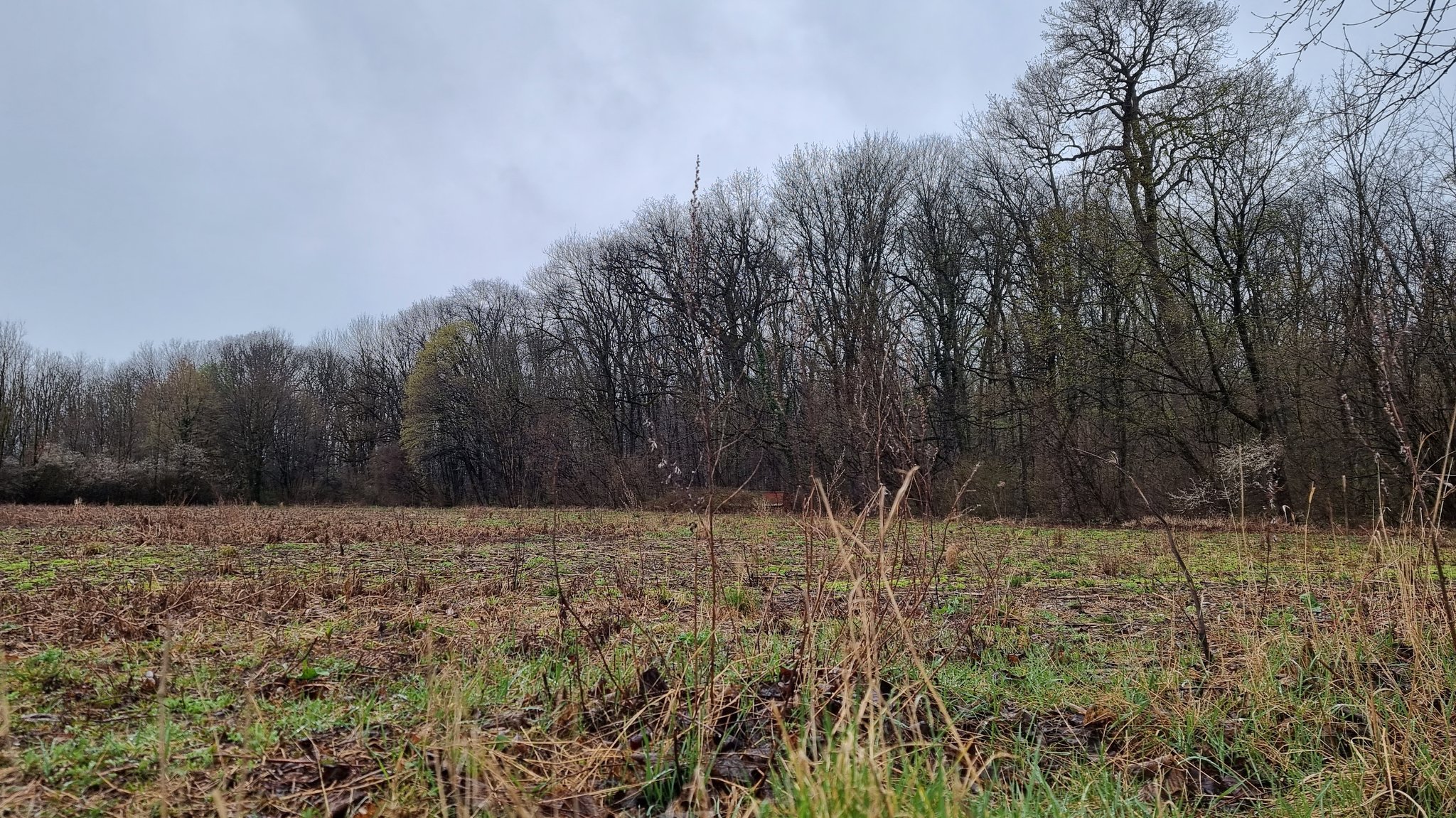 Seit der Maisernte 2020 brachliegendes Feld in der Allacher Lohe am Stadtrand von München