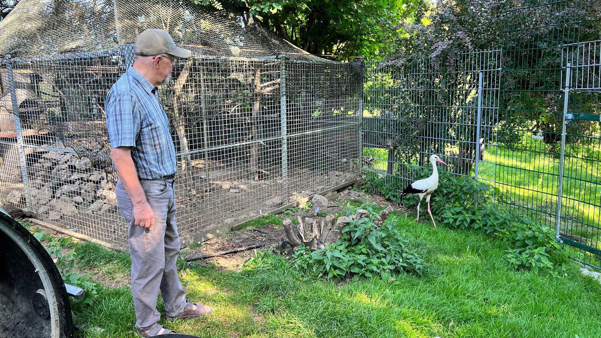 In einem Gehege läuft ein Weißstorch. Wolfgang Stephl, der ihn gesund pflegt, schaut auf seinen Schützling