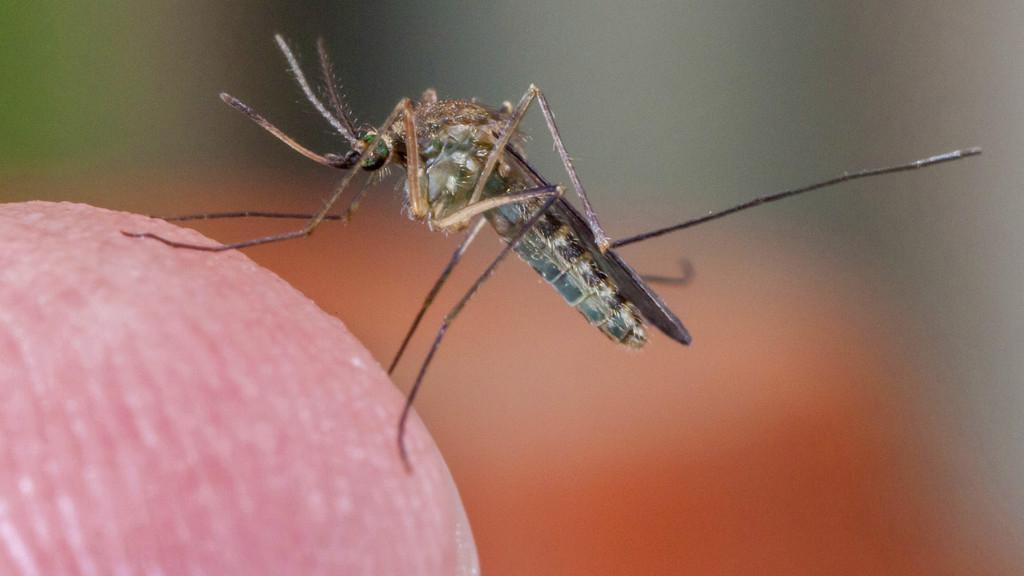 Eine Stechmücke (Culex) auf Menschenhaut