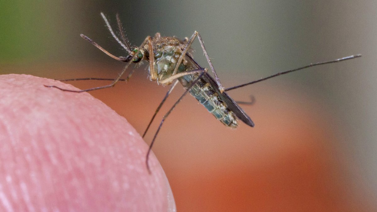 Wird das West-Nil-Virus zur Gefahr in Deutschland?