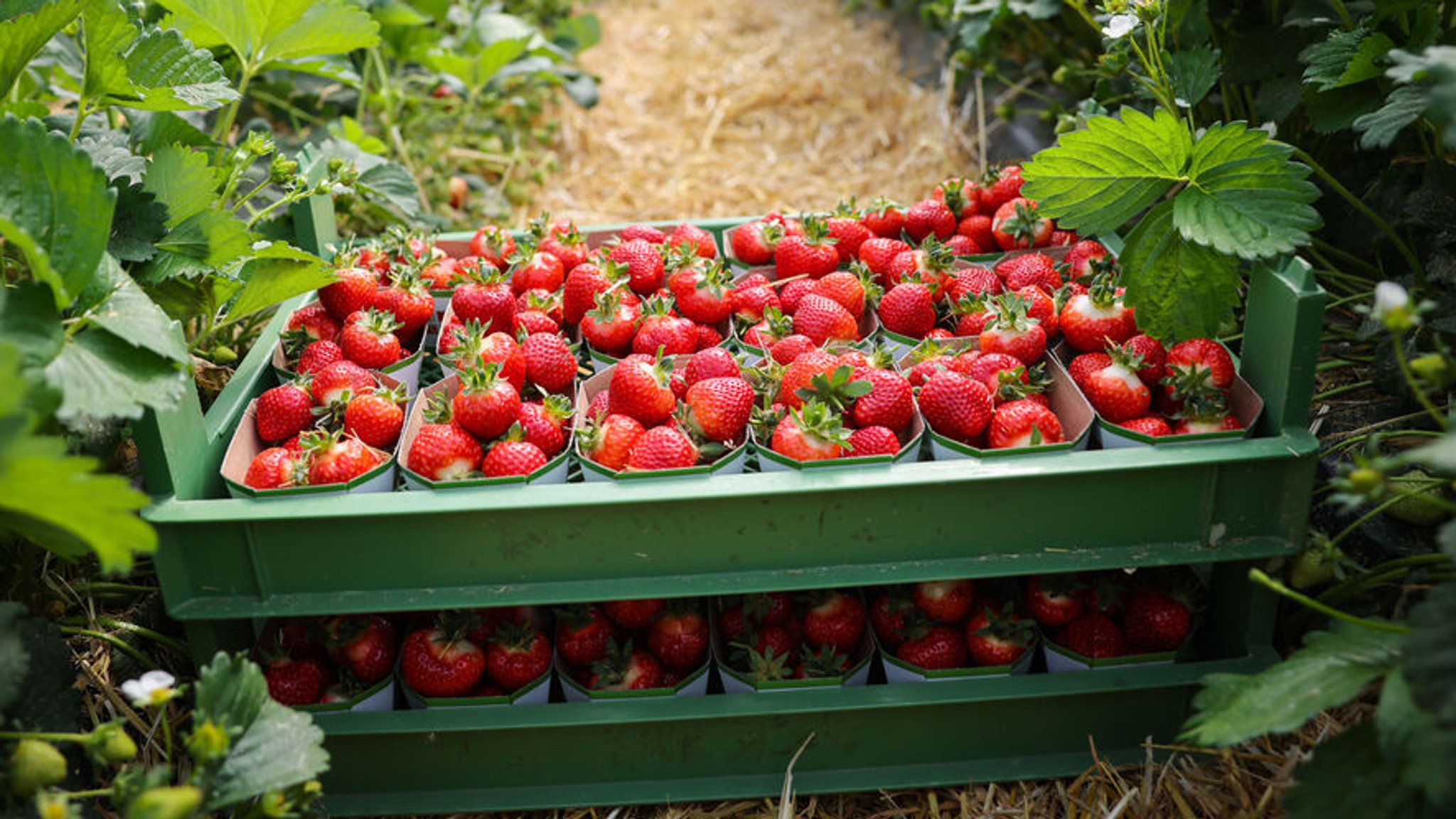 Symbolbild Erdbeeren auf einem Feld