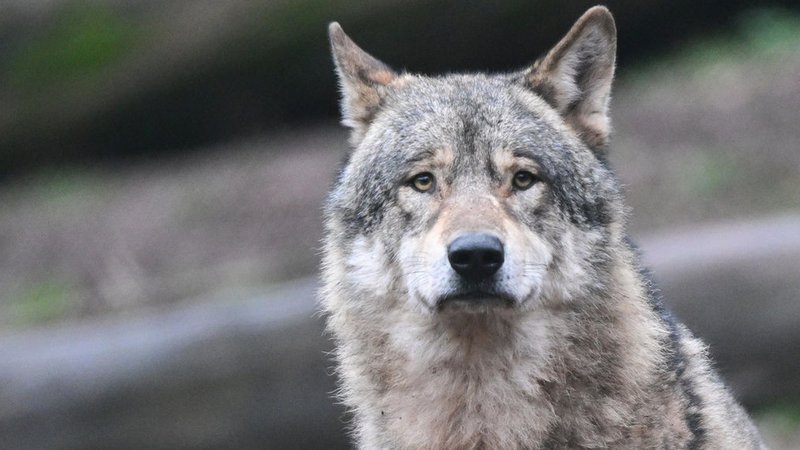 Symbolbild: Wolf | Bild: dpa-bildfunk/Bernd Weißbrod Symbolbild: Wolf
