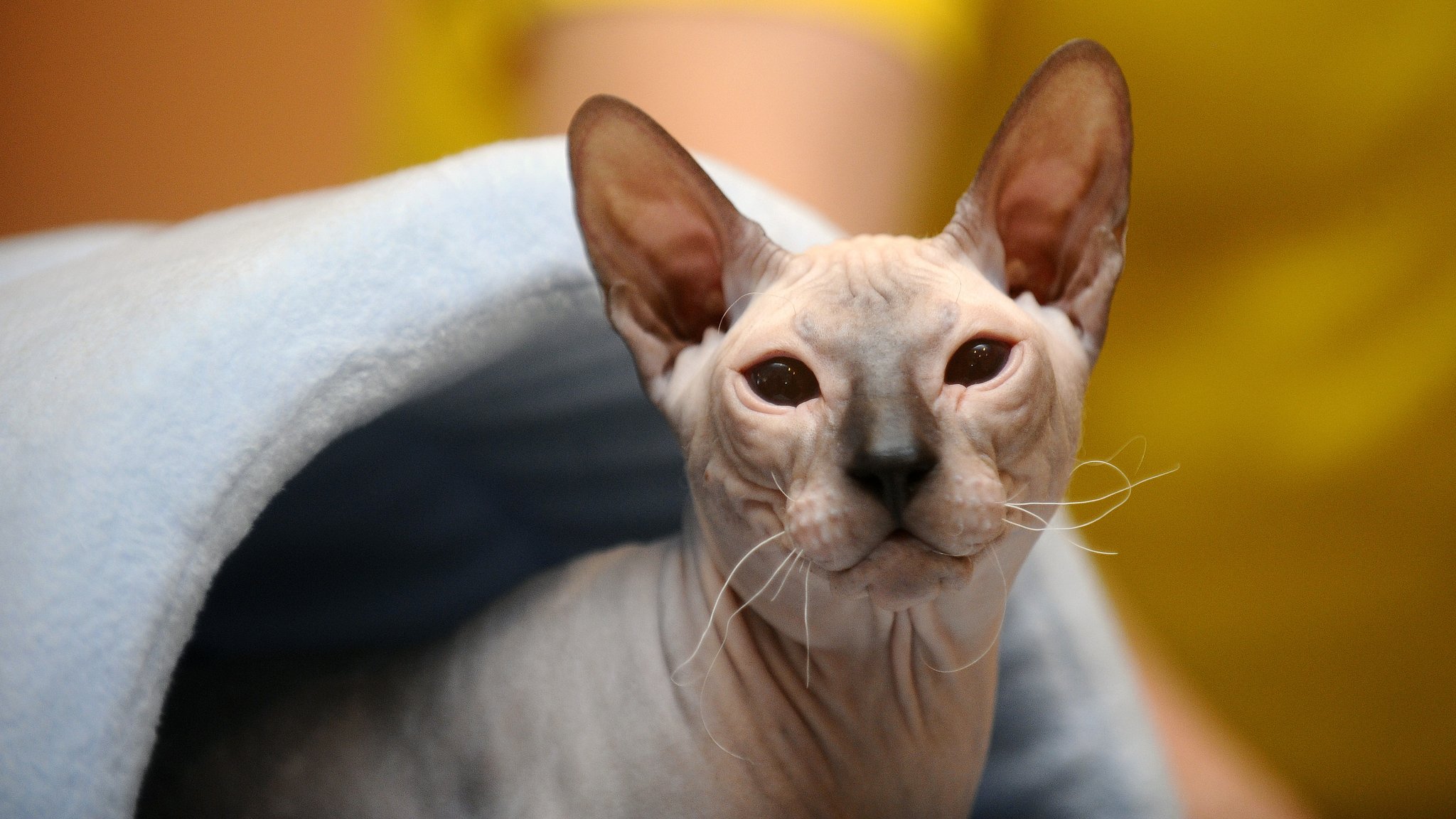 Beige Nacktkatze guckt aus einer grauen Filzhöhle heraus