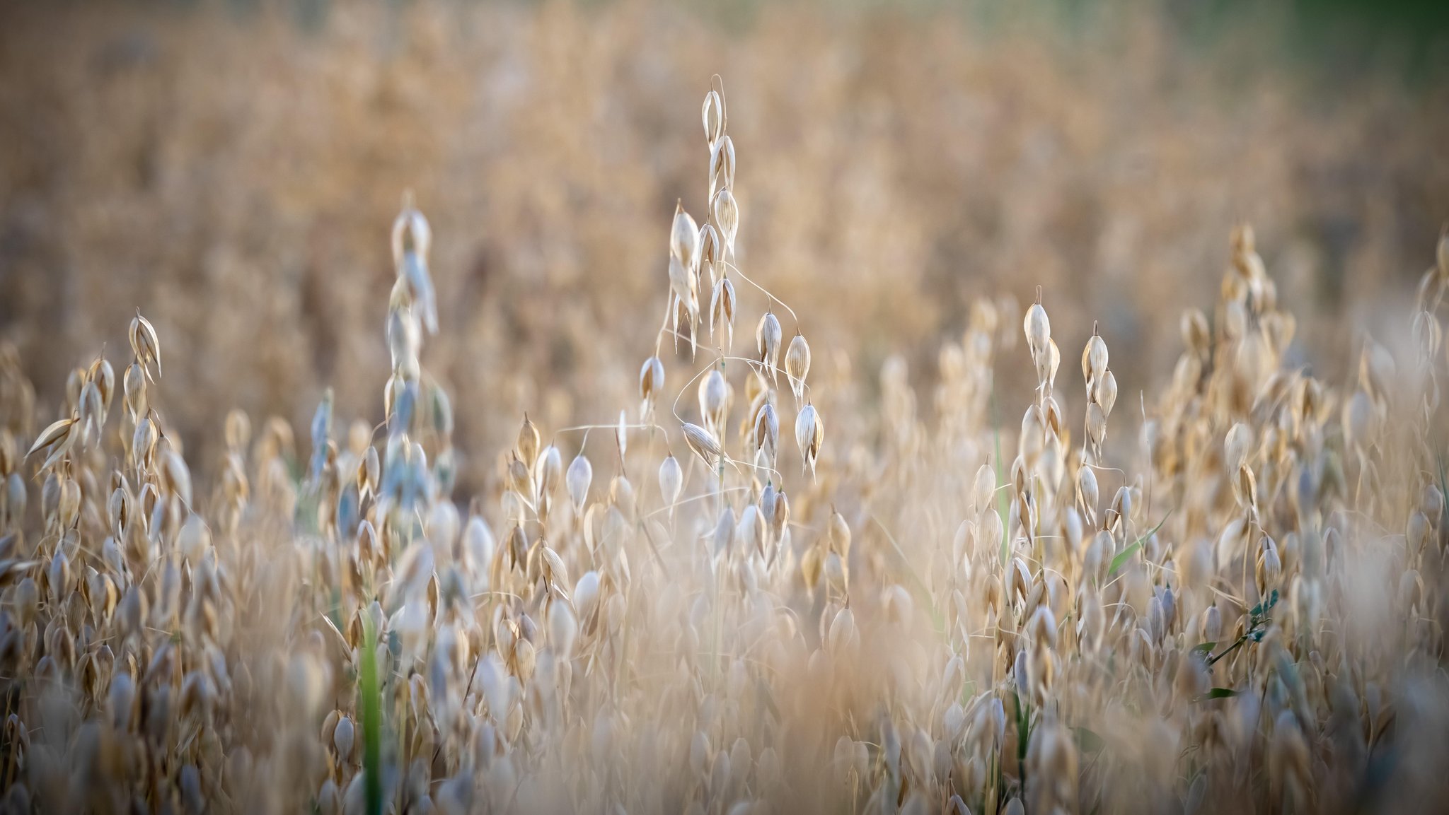 Hafer auf einem Feld (Archivbild)