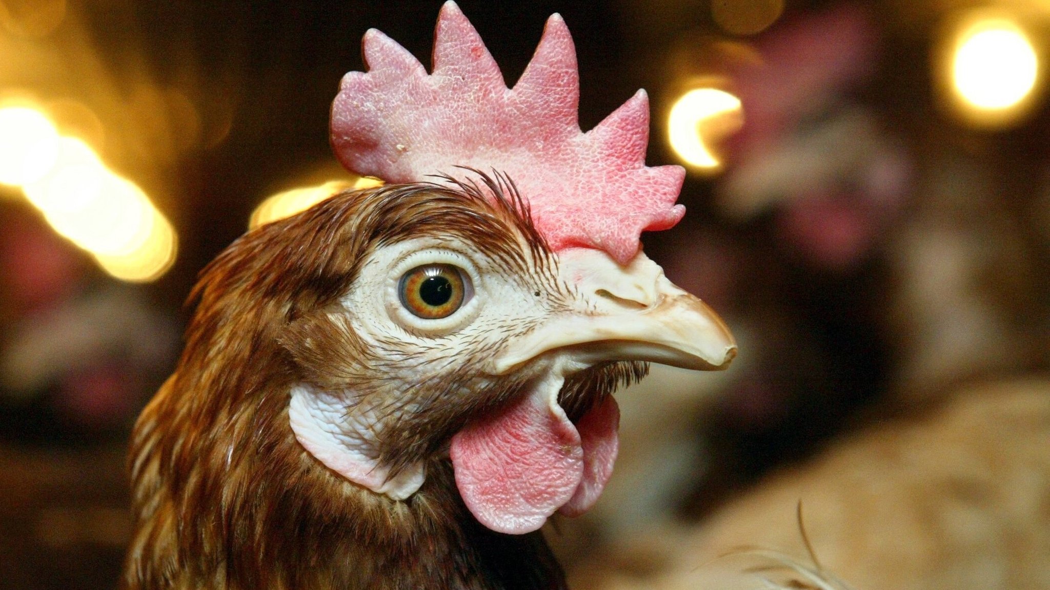 Symbolbild: Ein Huhn blickt in die Kamera des Fotografen. | Bild: picture-alliance / dpa/dpaweb | Bernd Thissen Symbolbild: Ein Huhn blickt in die Kamera des Fotografen.