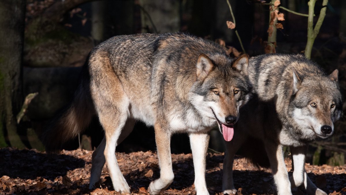 Wolf-Entnahme in der Rhön genehmigt: Wer darf und will schießen?
