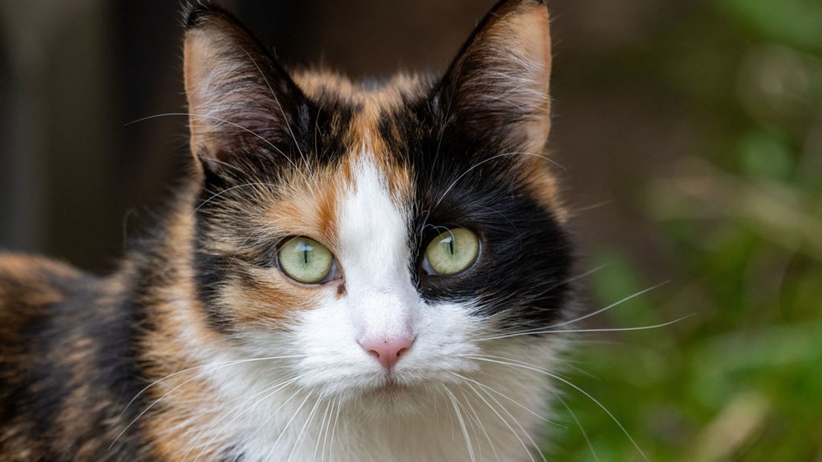 Landkreis Haßberge will wild lebende Katzen kastrieren