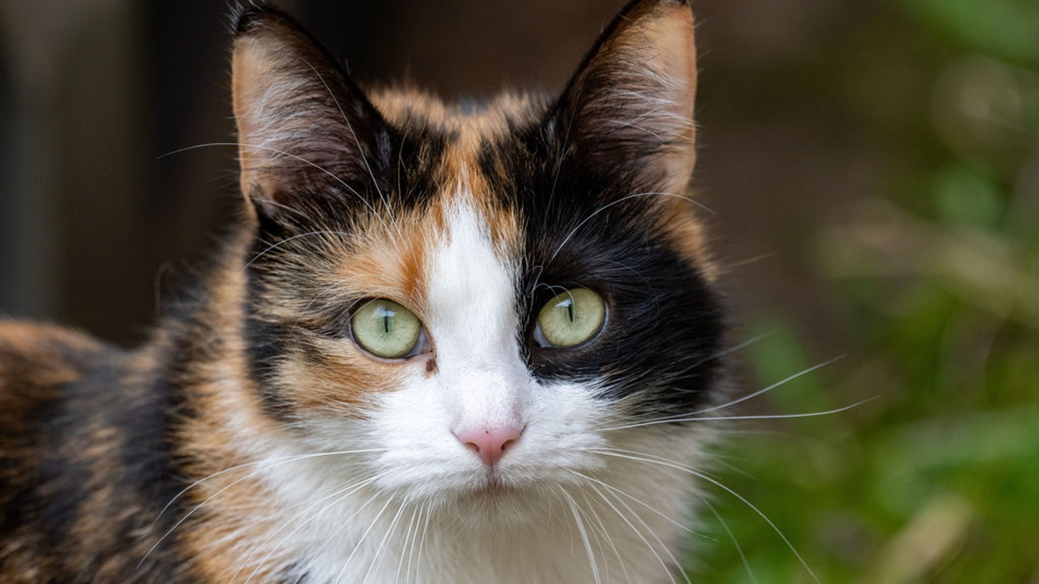 Symbolbild: Katze im Freien 