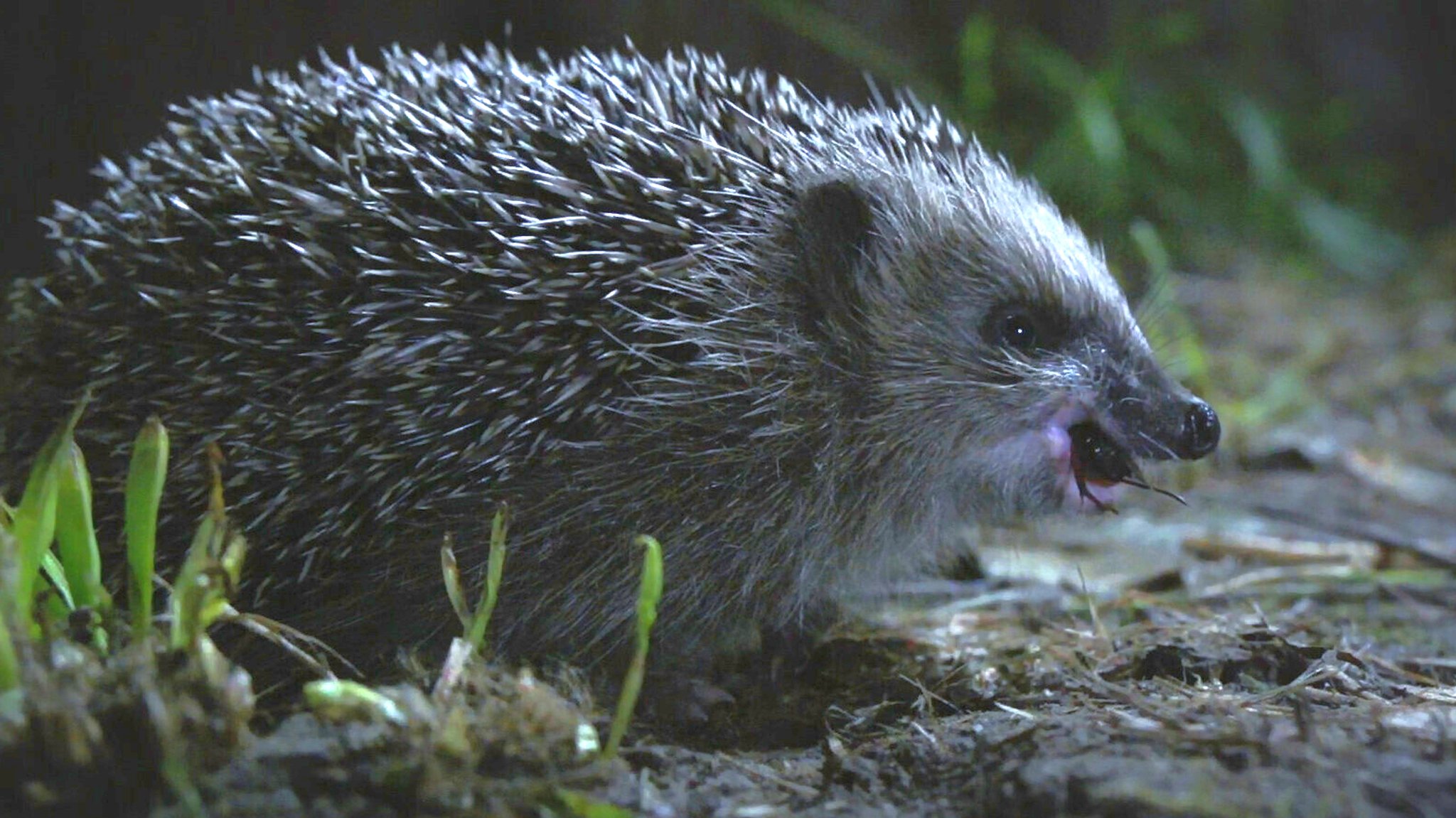 Igel kennt doch jedes Kind! Wirklich? Oft leider nur überfahren auf der Straße. Dabei leben die stacheligen Mitbewohner mitten unter uns, wenn man sie lässt. Denn leider macht es ihnen der Mensch immer schwerer.