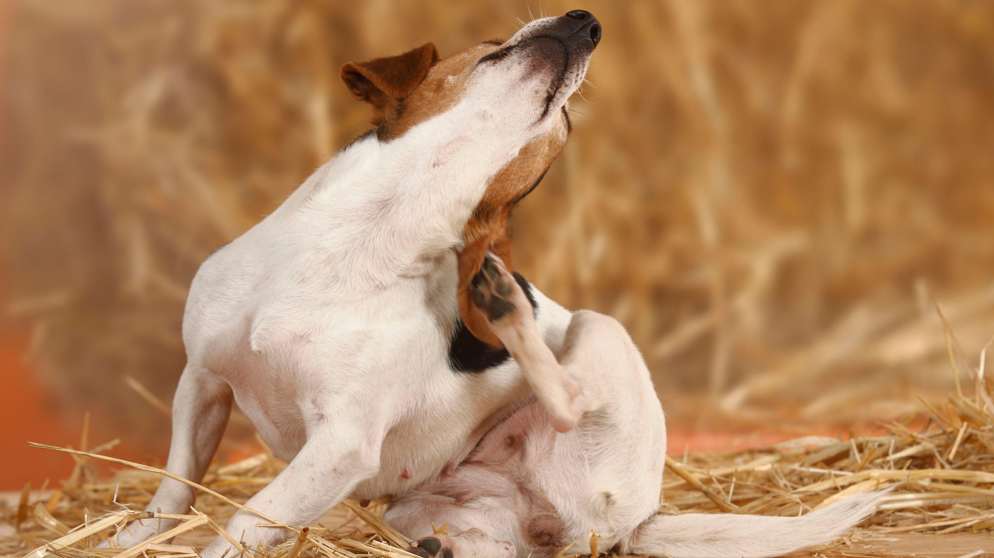 Hund sitzt im Stroh und kratzt sich mit der Pfote