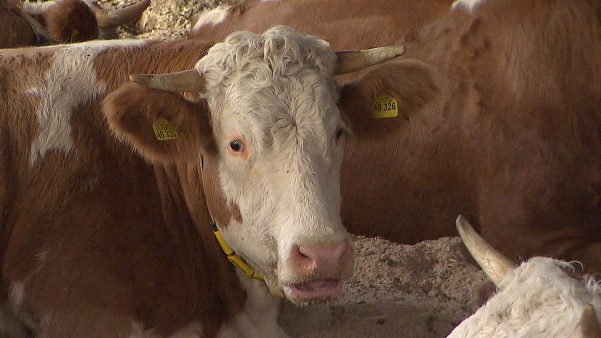 Tierskandal-Hof in Bad Grönenbach kommt nicht zur Ruhe