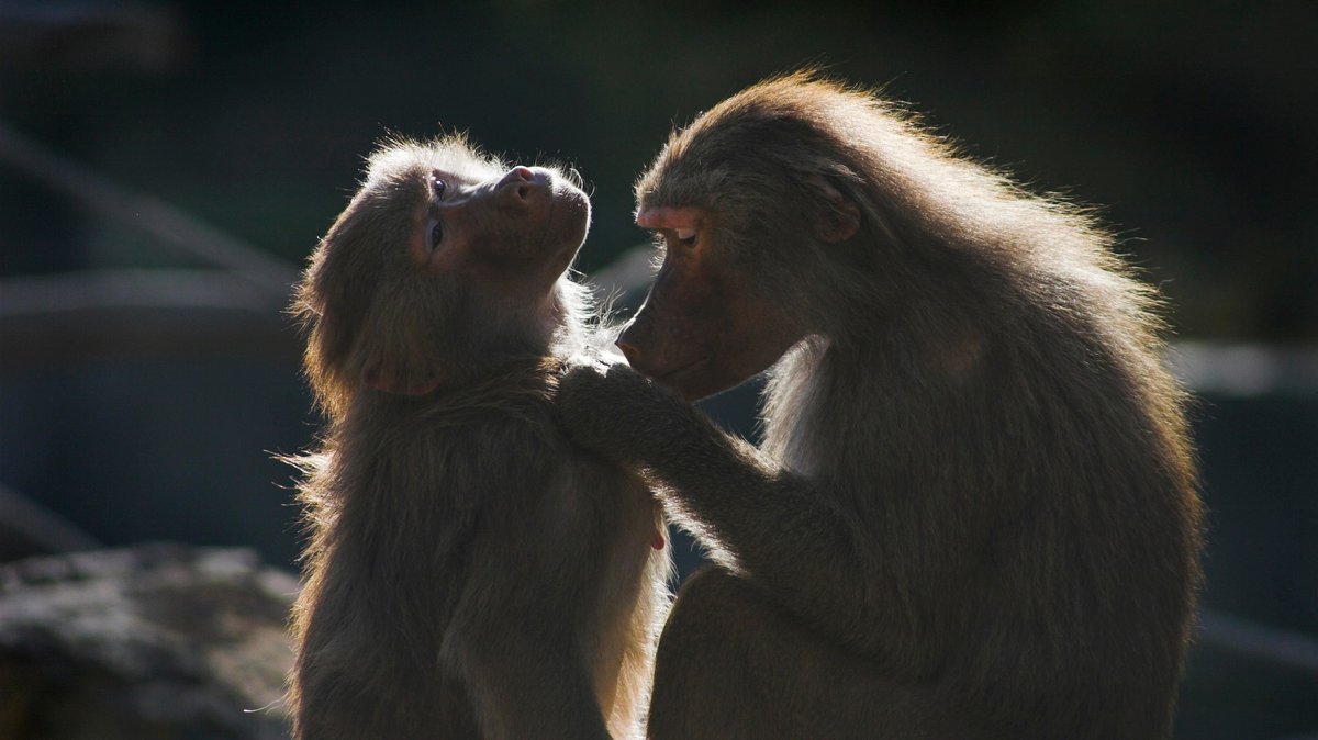 Paviane lausen sich im Zoo Augsburg | Bild: picture alliance / imageBROKER | Klaus Rainer Krieger Paviane lausen sich im Zoo Augsburg