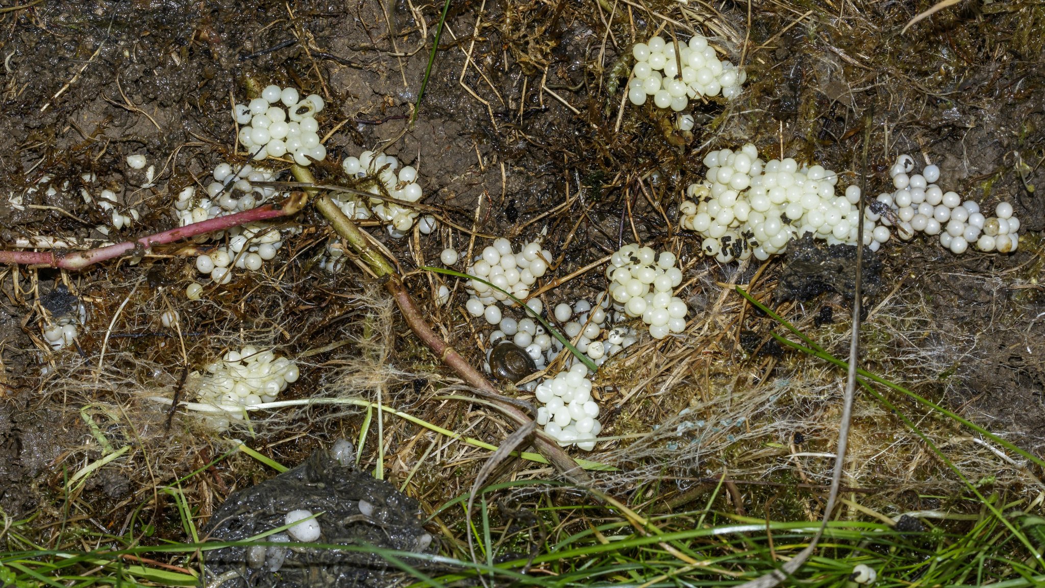 Schneckeneier auf dem Boden und im Gras