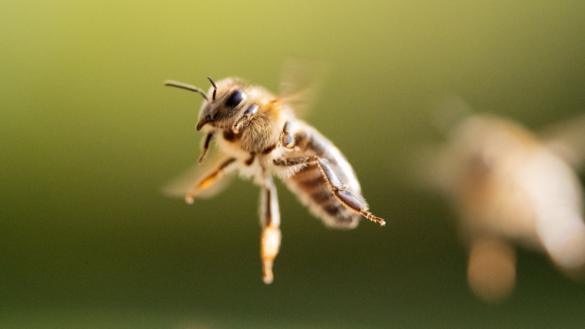 Eine Biene
