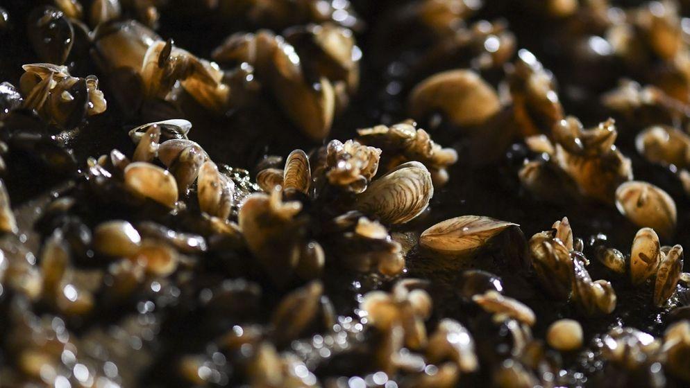 Quagga-Muscheln breiten sich seit mehreren Jahren massiv im Bodensee aus. 