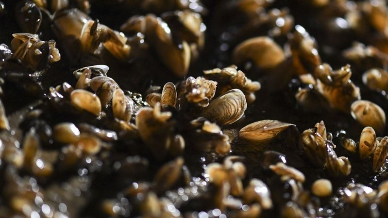 Quagga-Muscheln breiten sich seit mehreren Jahren massiv im Bodensee aus. | Bild: Patrick Seeger/dpa Quagga-Muscheln breiten sich seit mehreren Jahren massiv im Bodensee aus.