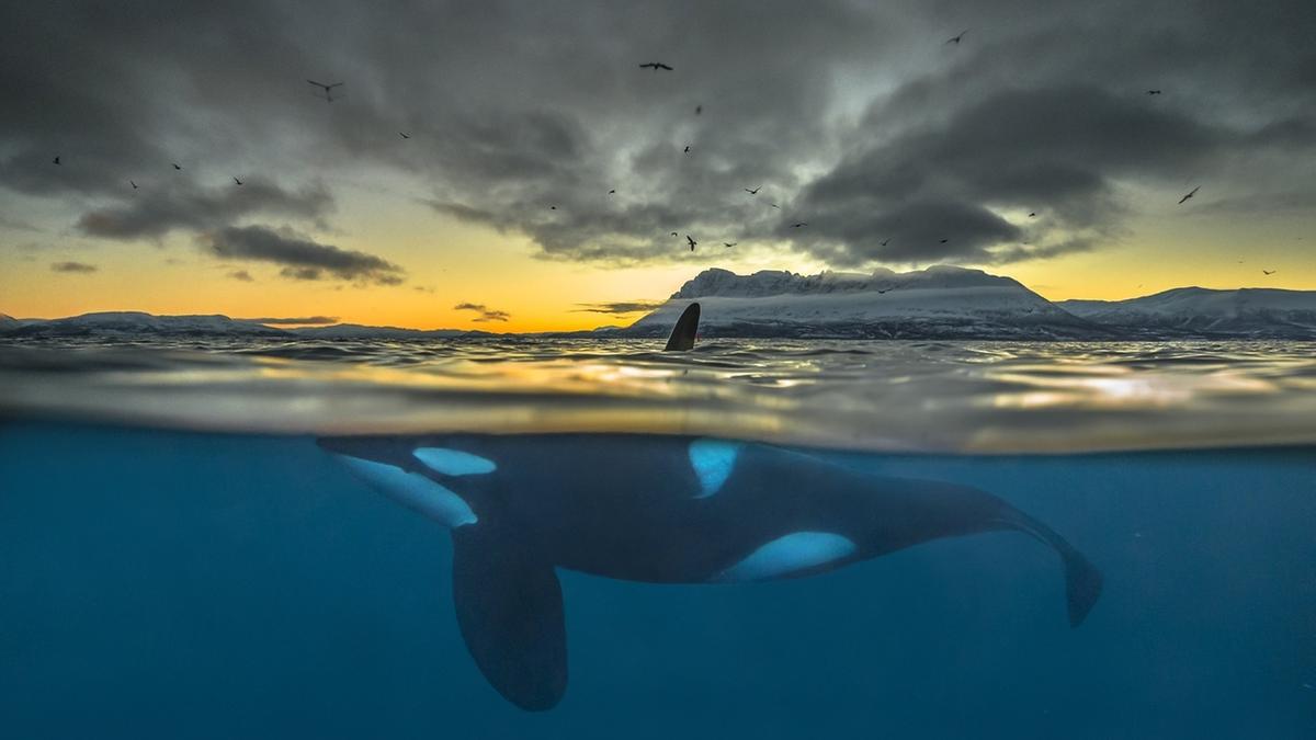 Orcas Durch Das Umweltgift Pcb Bedroht Br24