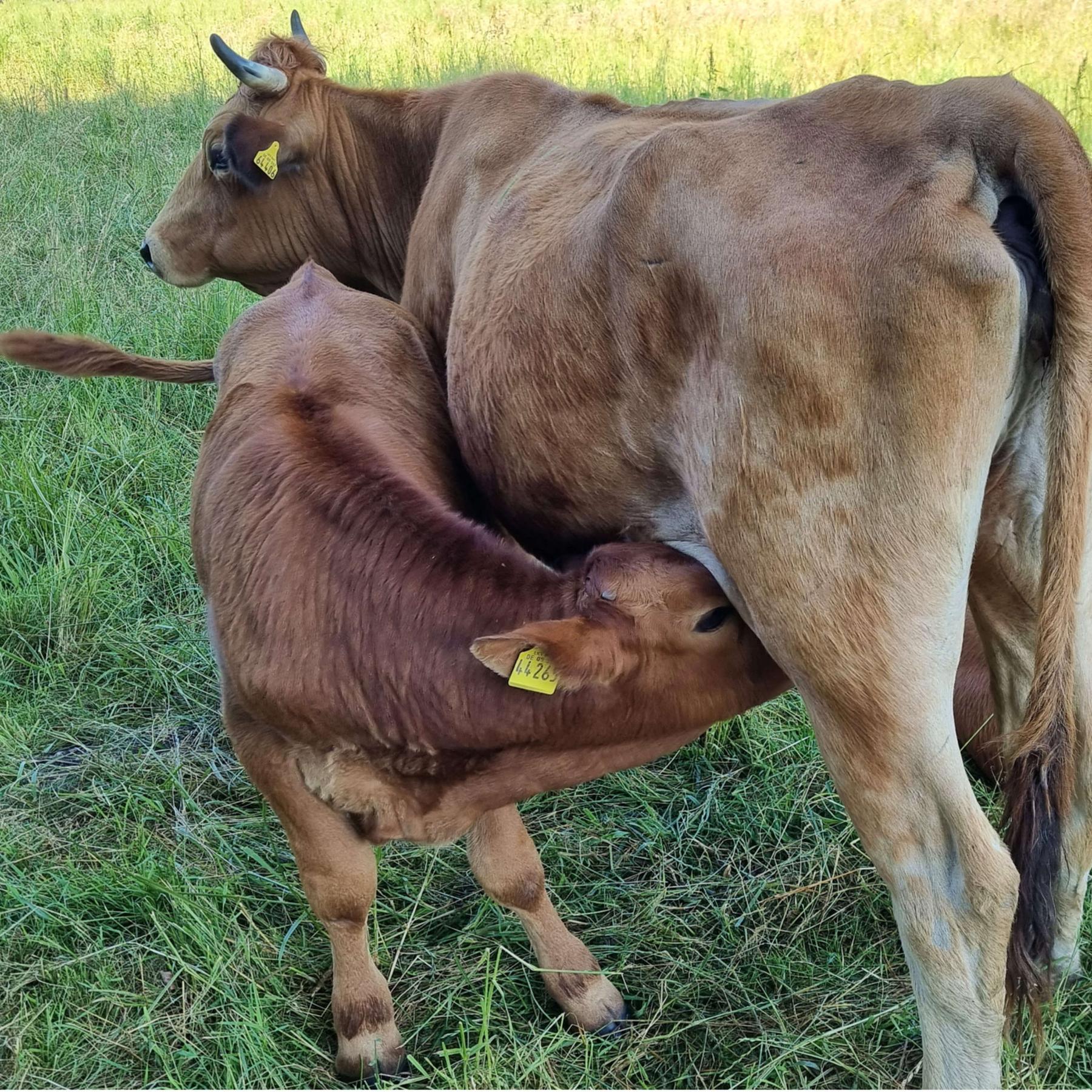 Seltene Nutztiere: Schatzkammer für die Artenvielfalt