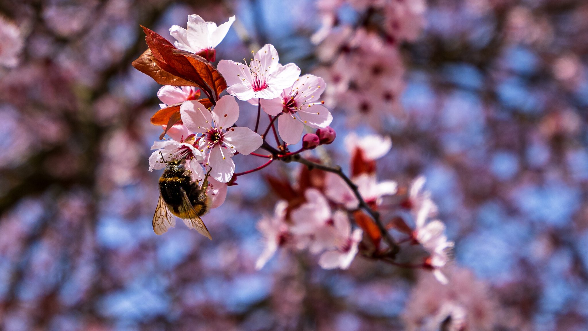 Kirschblüten