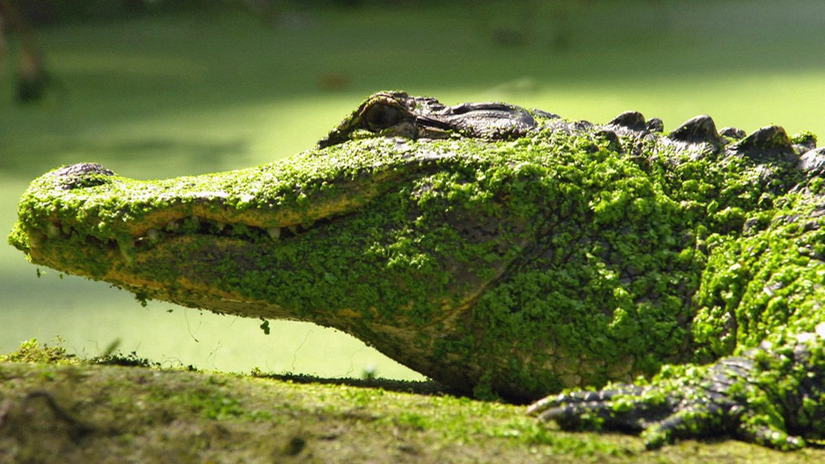 Krokodil, das als Haustier gehalten wurde
