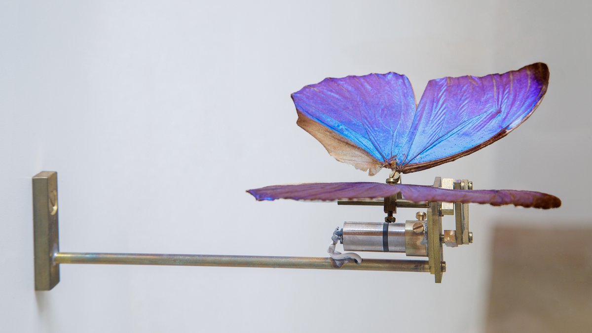 Lila-Blau schillernde Schmetterlingsflügel auf einer Konstruktion mit  Motor