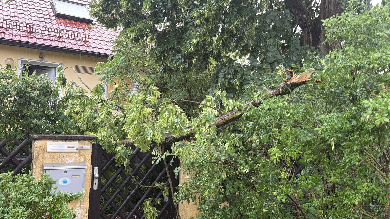Severe storms: Uprooted trees, toppled power poles