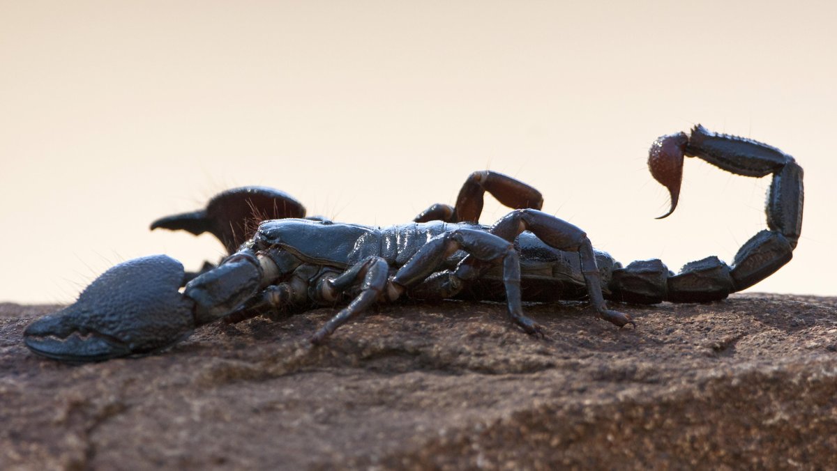 Skorpione: Bedrohung und Schutz seit 450 Millionen Jahren