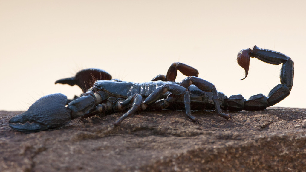 Seitenansicht eines Skorpion (Parabuthus transvaalicus) aus dem Kruger-Nationalpark in Südafrika