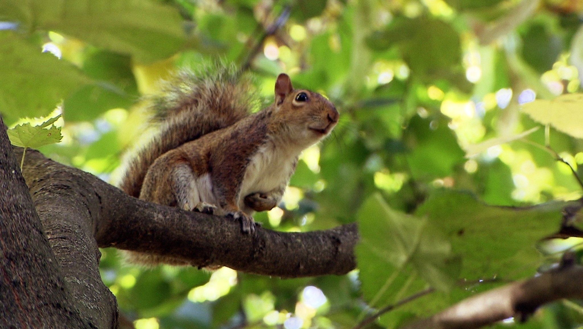 Eichhörnchen gegen Grauhörnchen