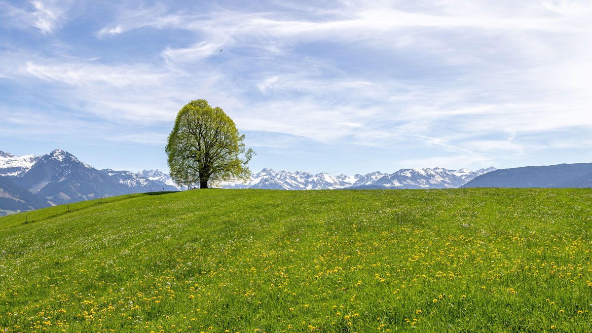 ARCHIV (13.04.2024): Die Sonne scheint auf die Landschaft mit blühendem Löwenzahn an der Wittelsbacher Höhe im Oberallgäu. | Bild: picture alliance / Jan Eifert | Jan Eifert ARCHIV (13.04.2024): Die Sonne scheint auf die Landschaft mit blühendem Löwenzahn an der Wittelsbacher Höhe im Oberallgäu.