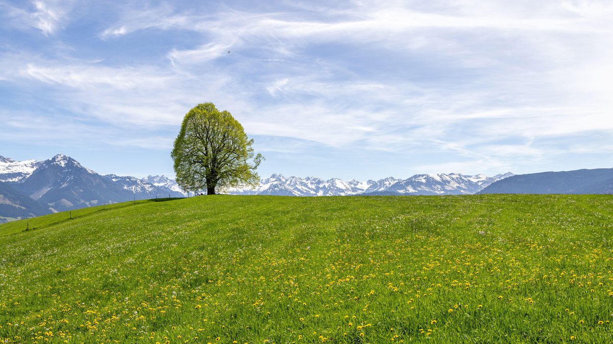 ARCHIV (13.04.2024): Die Sonne scheint auf die Landschaft mit blühendem Löwenzahn an der Wittelsbacher Höhe im Oberallgäu.