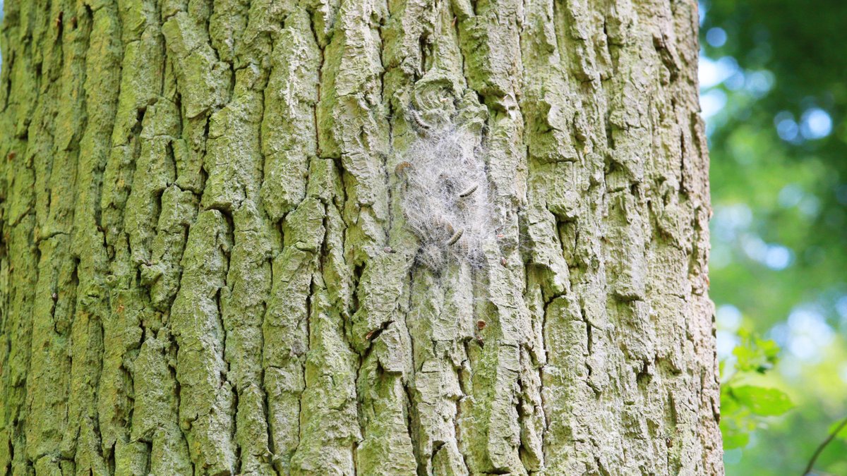 Gespinst am Baum 