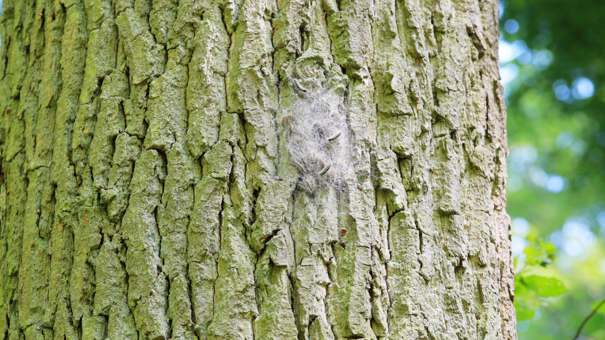 Gespinst am Baum 