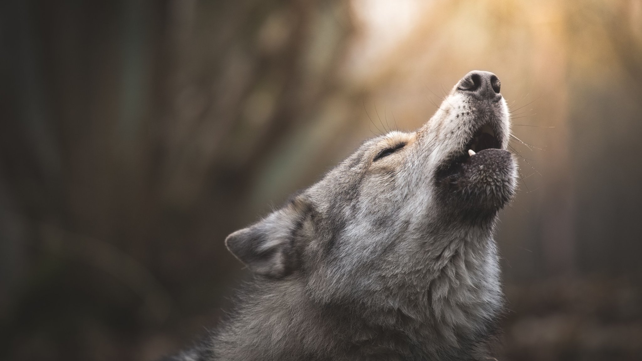 Neue Karte der Wolfsgebiete in Bayern