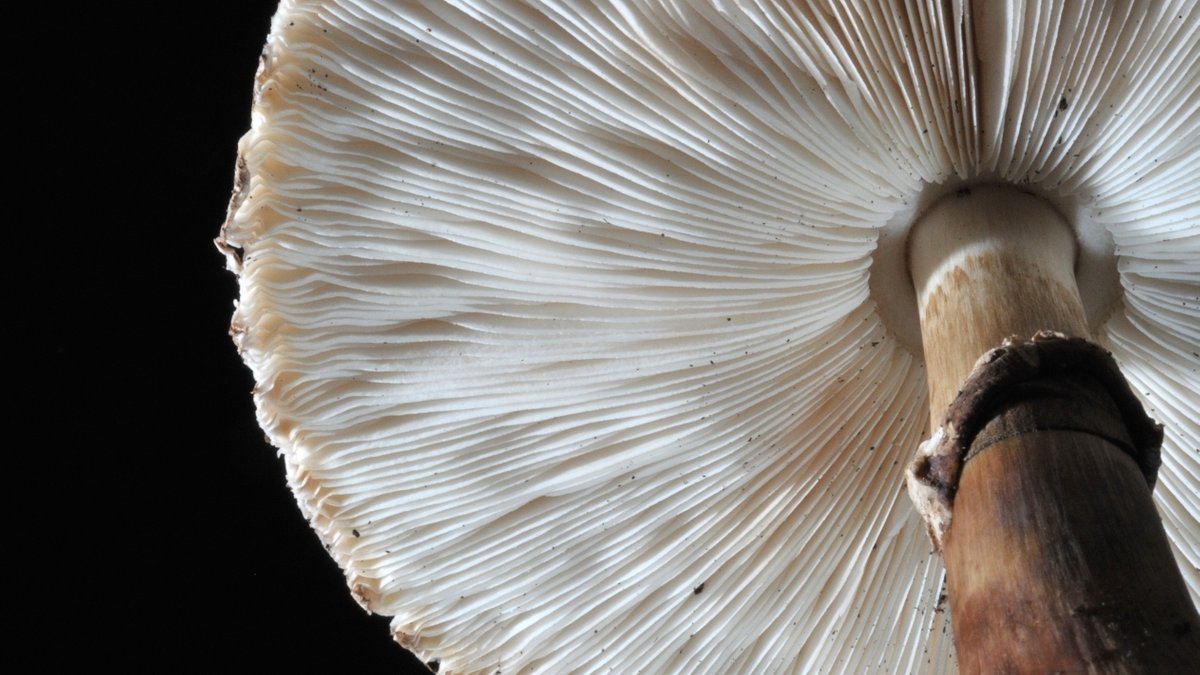 Lamellen des Parasols | Bild: picture-alliance/dpa Lamellen des Parasols