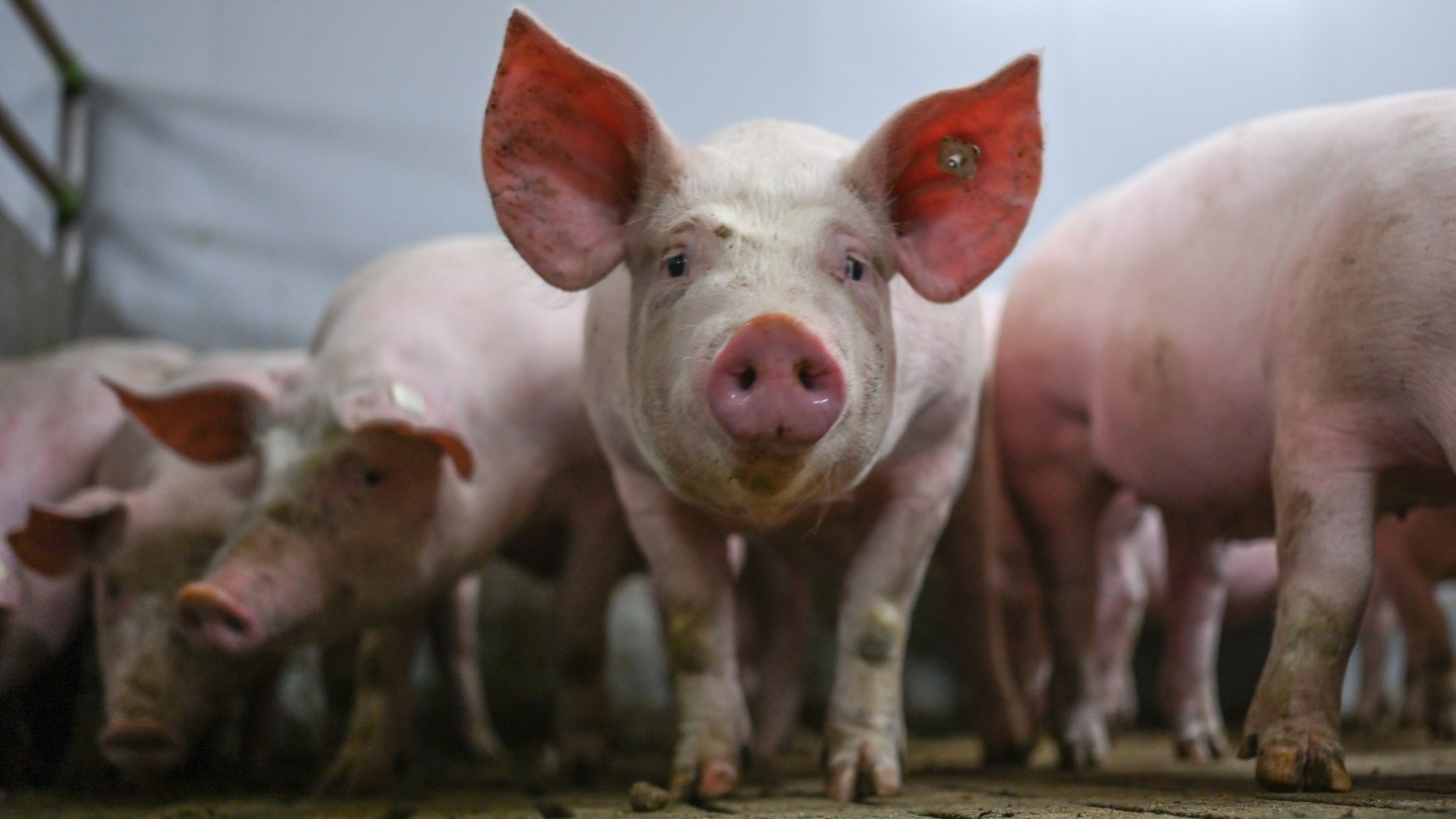 Elf Bundesländer wollen staatliches Tierhaltungslabel abschaffen