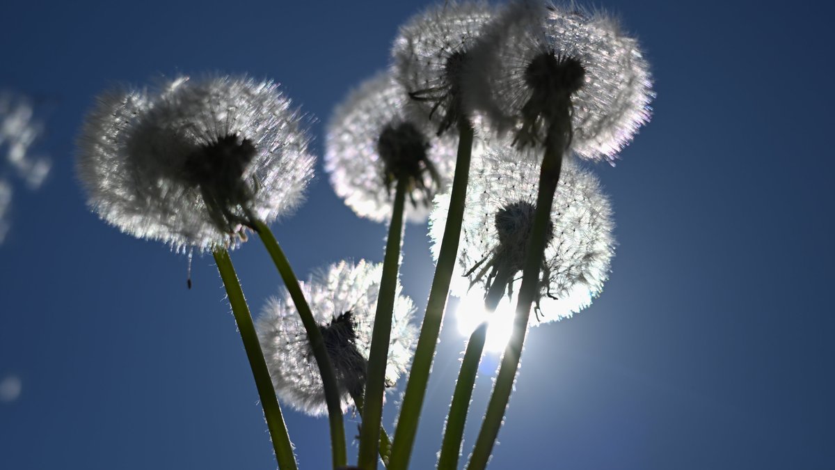 Der April in Bayern: Zu warm und zu trocken