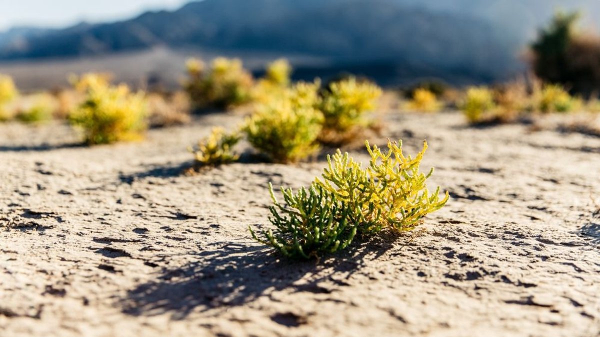 Wüstenlandschaft im Death Valley National Park in Kalifornien (Symbolbild)